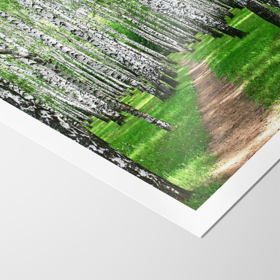 Plakat bez ramy 50x70 - Bajkowy las pełen brzóz - las, brzozy