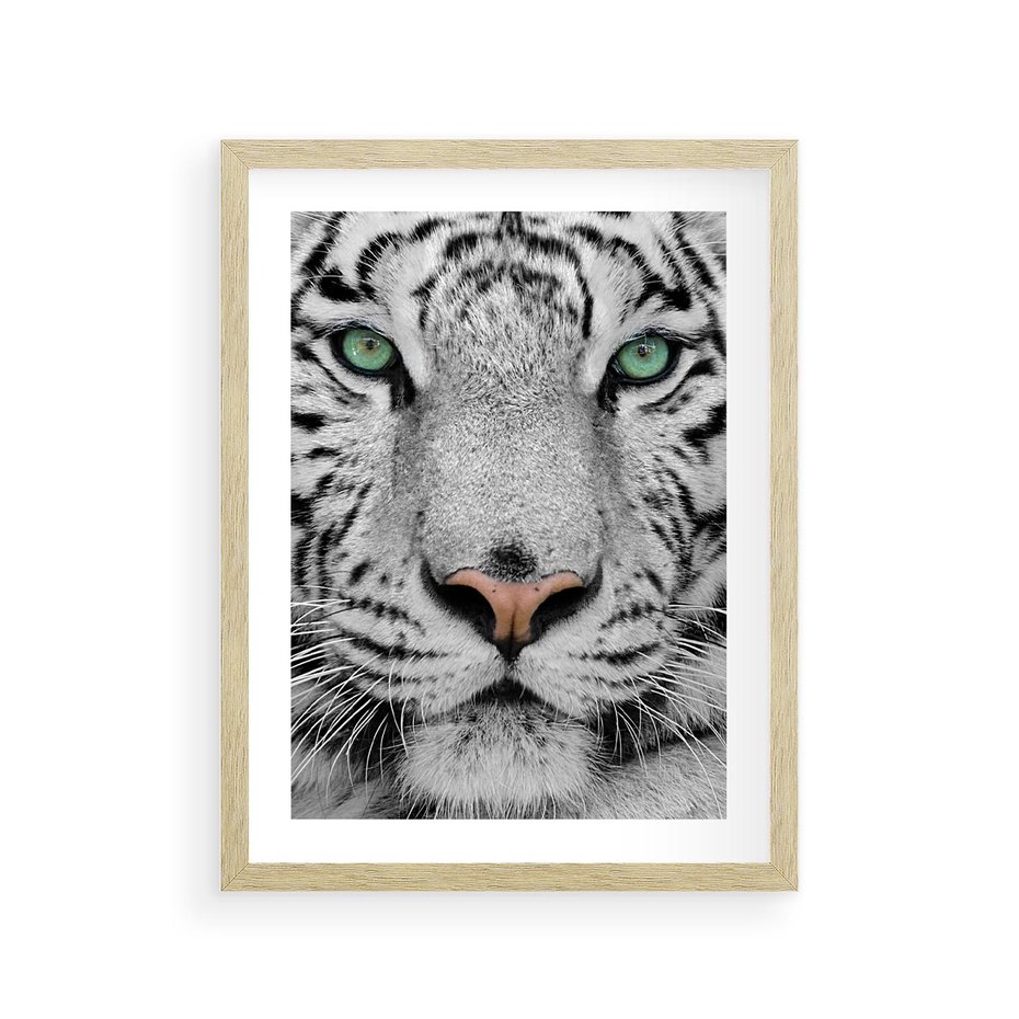Plakat w ramie 30x40 - Magia Białego Tygrysa - biały, tygrys - rama drewno