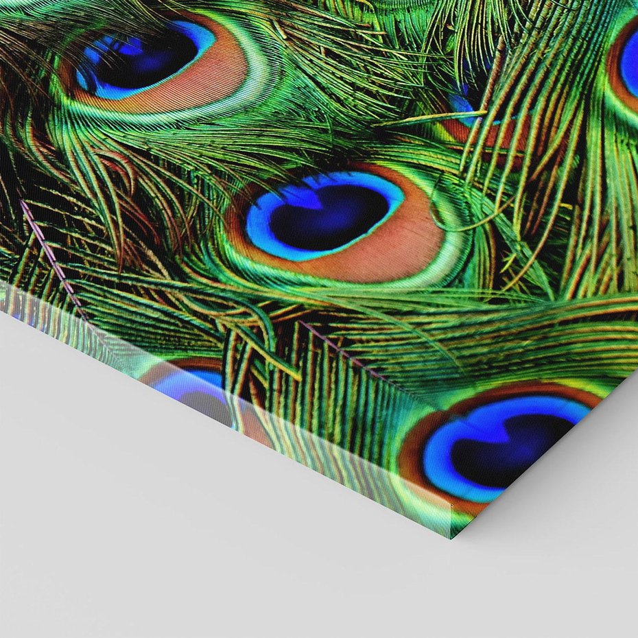 Obraz na płótnie 70x50 - Pawi Ogon - Piękno i Wspaniałość - paw, pióra