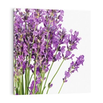 Obraz na płótnie 40x40 - Pola lawendy w pełnym rozkwicie - lawenda, kwiaty