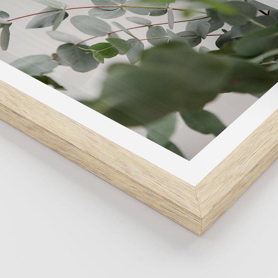 Plakat w ramie 40x50 - Liście eukaliptusa w naturze - eukaliptus, liście - rama drewno