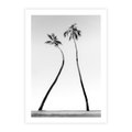 Plakat bez ramy 40x50 - Samotne Palmy - czarno biała fotografia, dwie samotne palmy