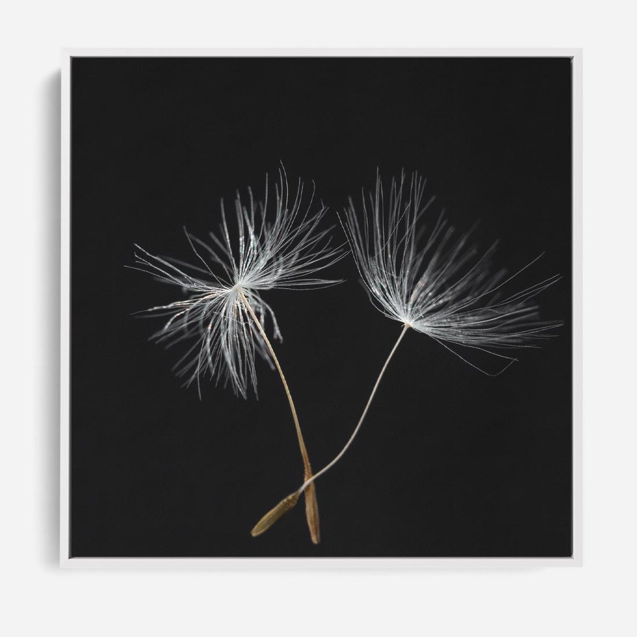 Obraz w ramie 80x80 - Delikatność Wiatru - dmuchawce, makro - rama biała