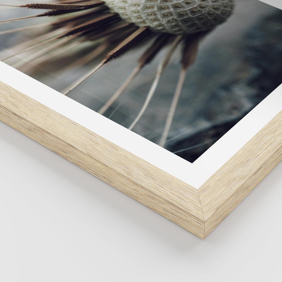 Plakat w ramie 40x50 - Makro Dmuchawiec - dmuchawiec, zbliżenie - rama drewno