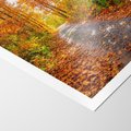 Plakat bez ramy 30x40 - Kolorowe drzewa na ścieżce jesieni - las, jesień