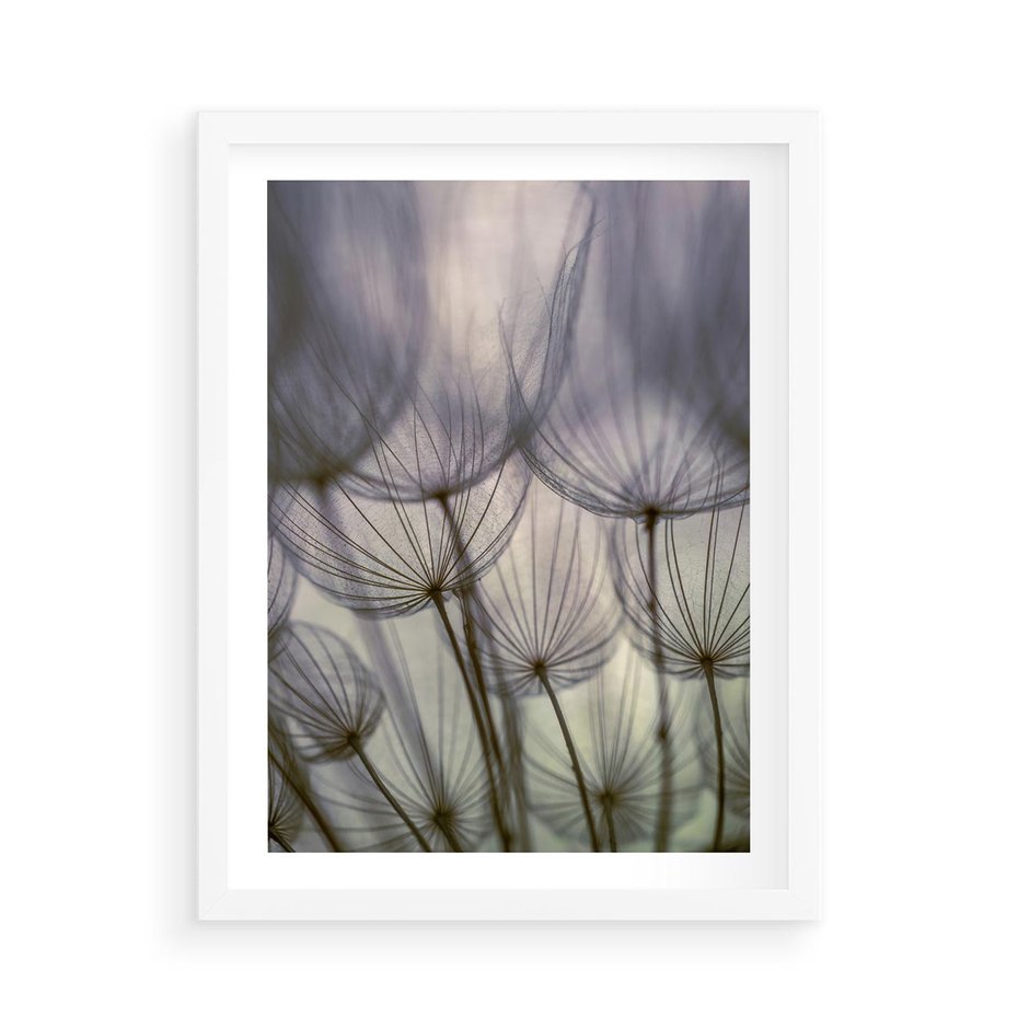 Plakat w ramie 50x70 - Makro dmuchawiec - piękno drobnych detali - dmuchawce, makro - rama biała