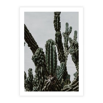 Plakat bez ramy 21x30 - Boho oaza wśród kaktusów - kaktusy, pustynia