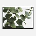 Obraz w ramie 100x70 - Zielone eukaliptusy - eukaliptus, liście - rama czarna
