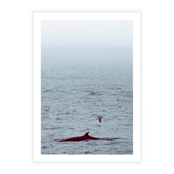 Plakat bez ramy 30x40 - Spotkanie z Orką - morze, ocean