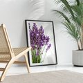 Plakat bez ramy 30x40 - Pola lawendy w pełnym rozkwicie - lawenda, kwiaty