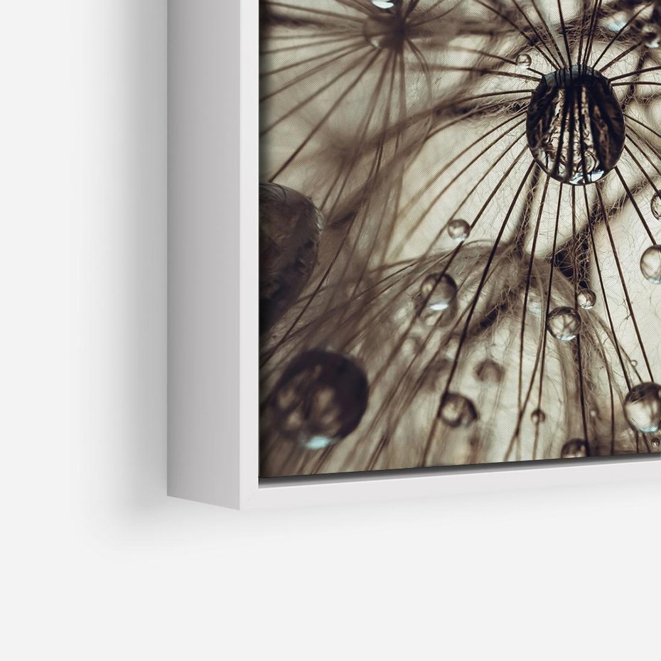 Obraz w ramie 50x50 - Lekkie dmuchawce - dmuchawce, krople - rama biała