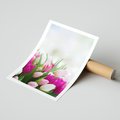 Plakat bez ramy 50x70 - Tulipany w pełnym rozkwicie - tulipany, kwiaty