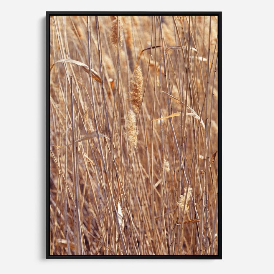 Obraz w ramie 70x100 - Mistrzowskie suche trawy - suche, trawy - rama czarna