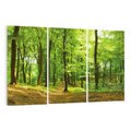 Obraz na płótnie 120x80 - Mistyka leśnych drzew - las, drzewa