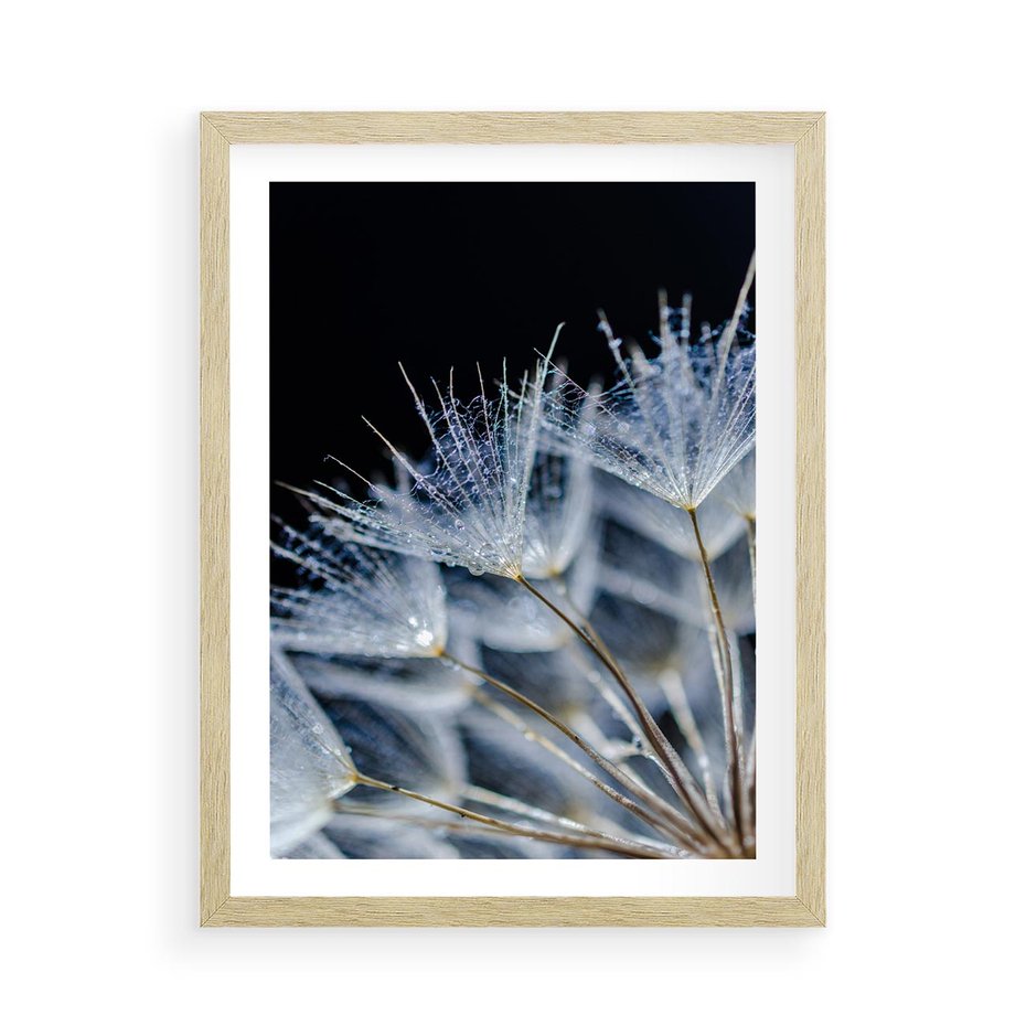 Plakat w ramie 50x70 - Makro piękno dmuchawców - makro, dmuchawce - rama drewno