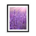 Plakat w ramie 40x50 - Fioletowa harmonia lawendy - lawenda, fiolet - rama czarna