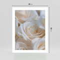 Plakat bez ramy 40x50 - Białe róże piękności - białe, róże