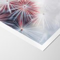 Plakat bez ramy 30x40 - Minimalistyczna Delikatność - zbliżenie, dmuchawce