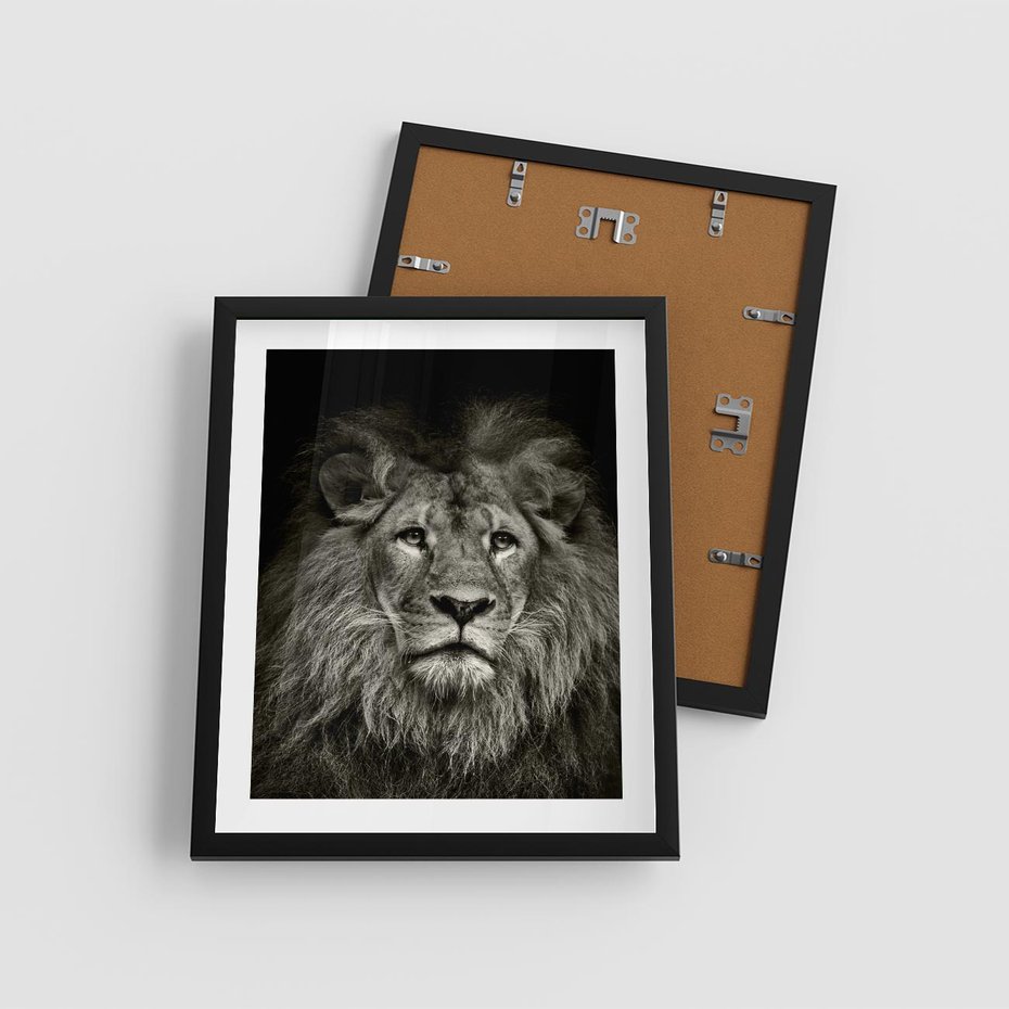 Plakat w ramie 40x50 - Moc lewego spojrzenia - lew, czarno - rama czarna