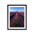 Plakat w ramie 30x40 - Fioletowa Magia - pole, lawendy - rama czarna