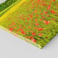 Obraz na płótnie 70x100 - Malownicze maki na łące - maki, łąka