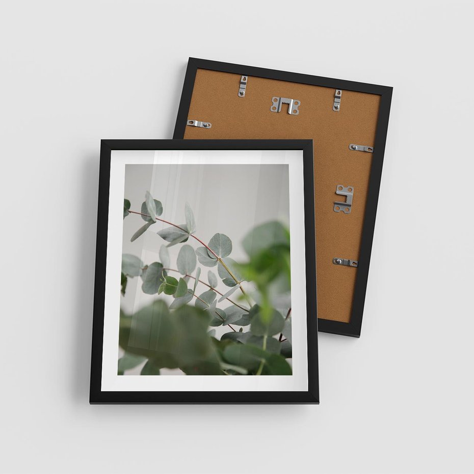 Plakat w ramie 40x50 - Liście eukaliptusa w naturze - eukaliptus, liście - rama czarna