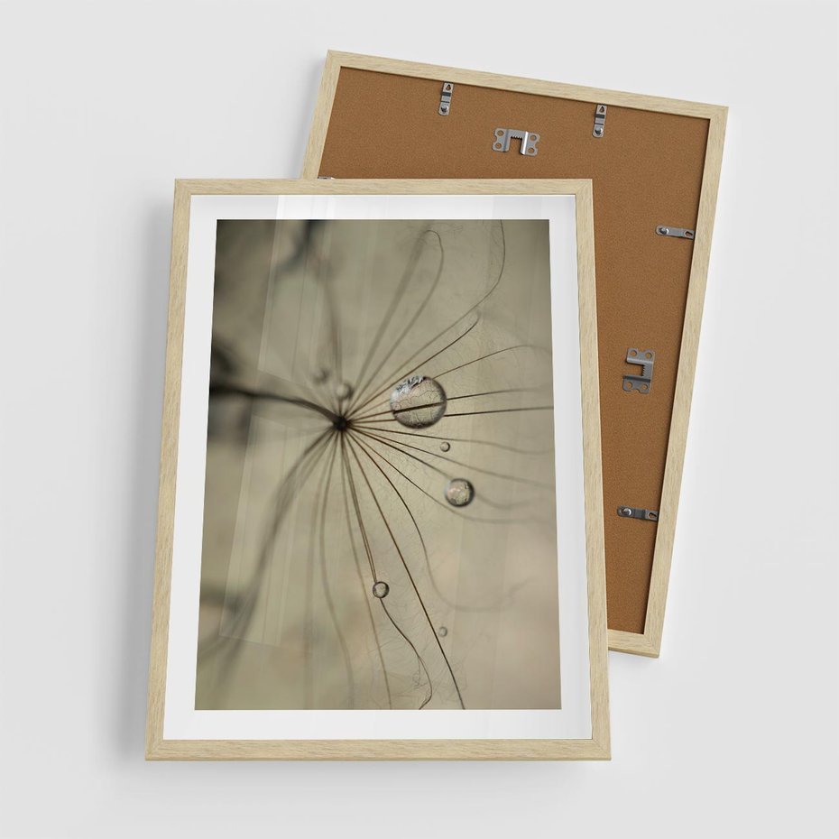 Plakat w ramie 50x70 - Delikatność dmuchawców - dmuchawce, krople - rama drewno