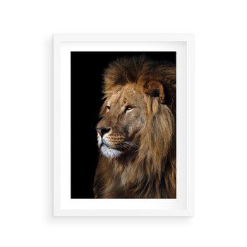 Plakat w ramie 30x40 - Władca Dzikiej Przyrody - lew, król - rama biała