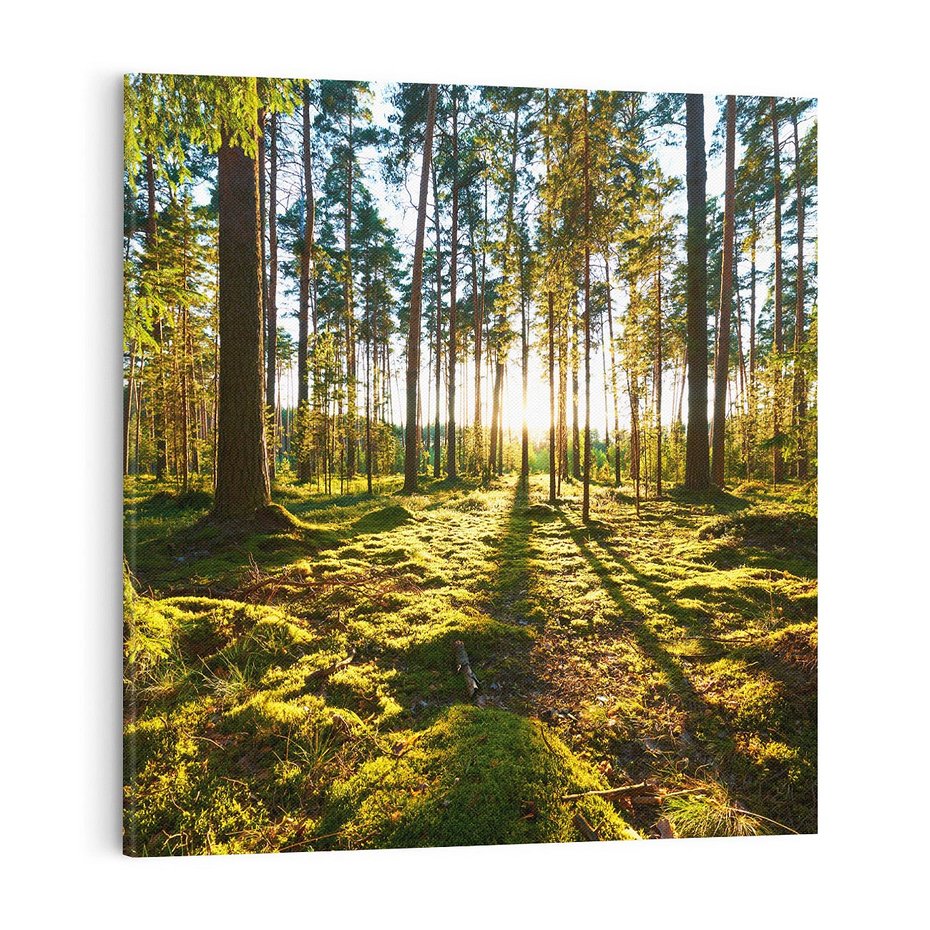 Obraz na płótnie 50x50 - Obfitość natury - las, drzewa