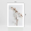 Plakat bez ramy 21x30 - Gałęzie Bawełny na Białym Tle - gałęzie bawełny na białym tle, minimalizm