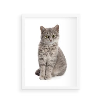 Plakat w ramie 40x50 - Kocie uroki na płótnie - kot, kotek - rama biała
