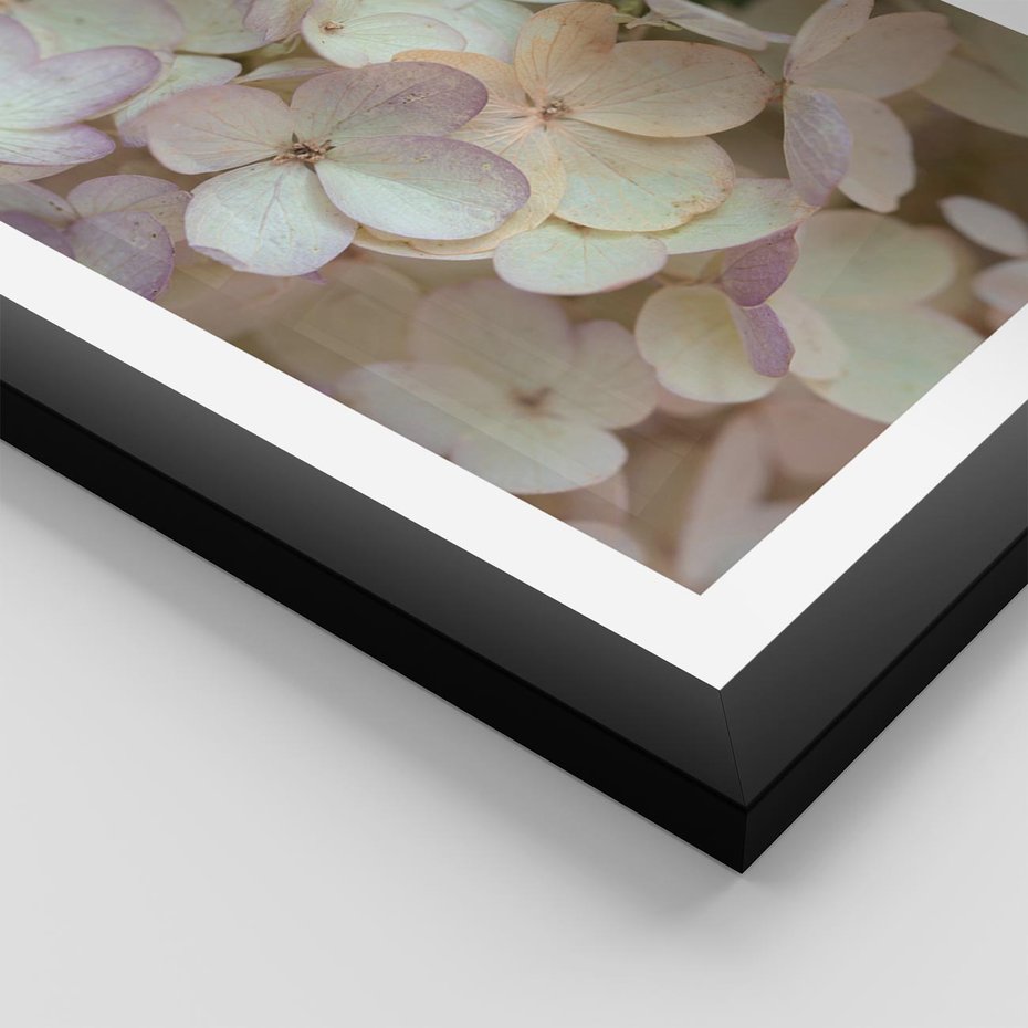 Plakat w ramie 50x70 - Kwiatowy taniec - kwiaty, hortensje - rama czarna