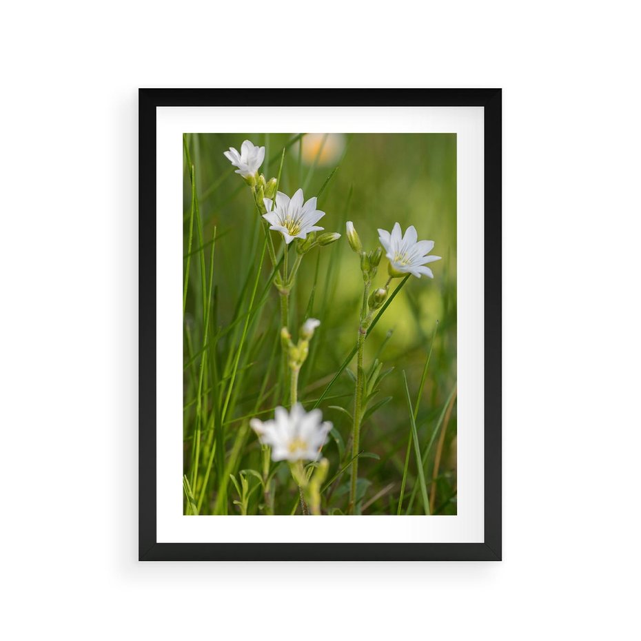 Plakat w ramie 30x40 - Kolorowa łąka - stokrotki, łąka - rama czarna