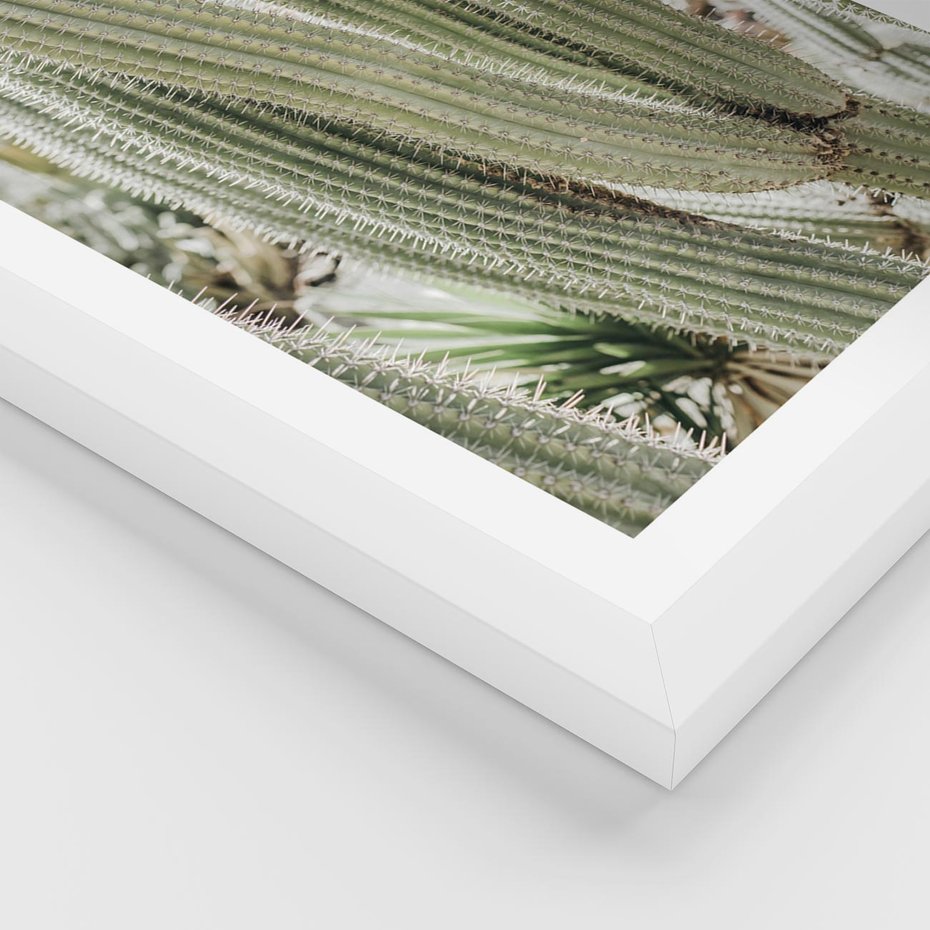 Plakat w ramie 30x40 - Duże Kaktusy w Pejzażu - kaktus, duże kaktusy na pustyni - rama biała