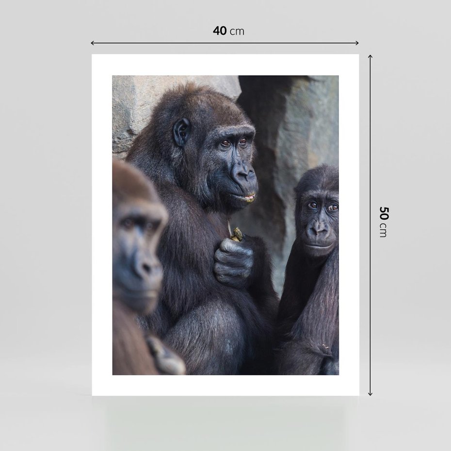 Plakat bez ramy 40x50 - Małpy w ich naturalnym środowisku - małpy, szympansy