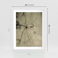 Plakat w ramie 40x50 - Delikatność dmuchawców - dmuchawce, krople - rama biała