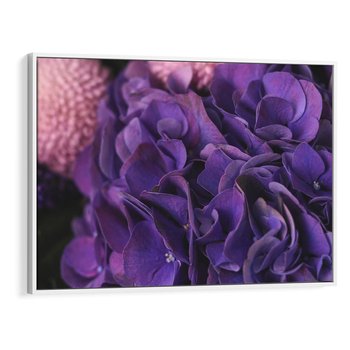 Obraz w ramie 70x50 - Fioletowa hortensja - kwiaty, hortensja - rama biała