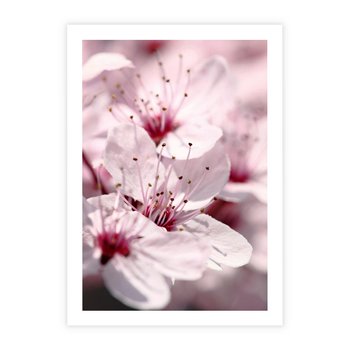 Plakat bez ramy 50x70 - Kwitnąca Wiśnia - kwiaty, kwitnąca