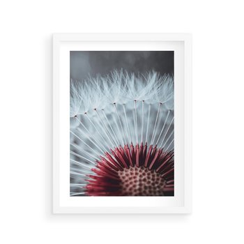 Plakat w ramie 40x50 - Dmuchawiec w Detalu - dmuchawiec, zdjęcie makro - rama biała