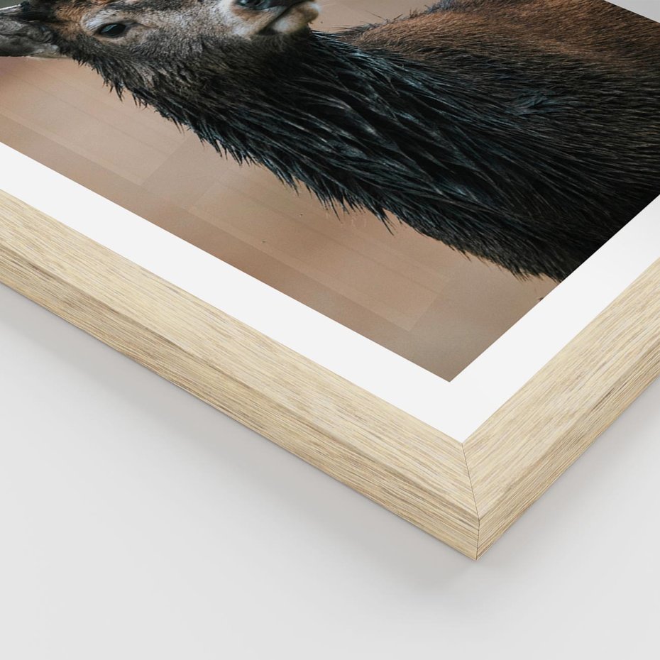 Plakat w ramie 40x50 - Spokojny jeleń - jeleń, las - rama drewno