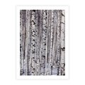 Plakat bez ramy 21x30 - Lśniące Brzozy - brzozy, las