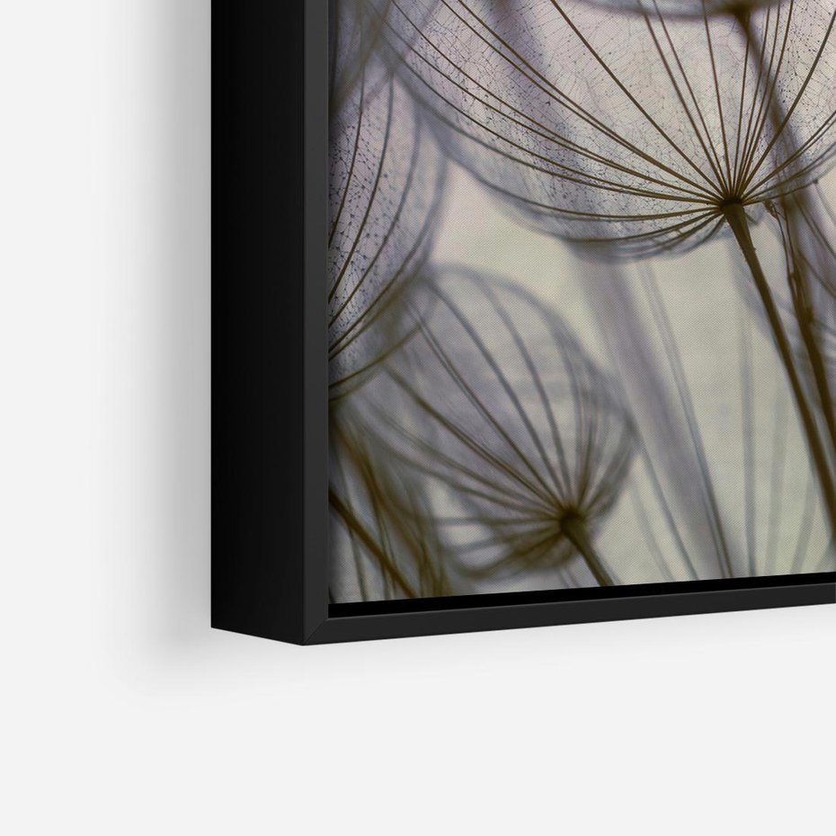 Obraz w ramie 50x50 - Makro dmuchawiec - piękno drobnych detali - dmuchawce, makro - rama czarna