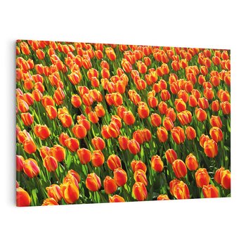 Obraz na płótnie 70x50 - Tulipanowa eksplozja - tulipany, kwiaty