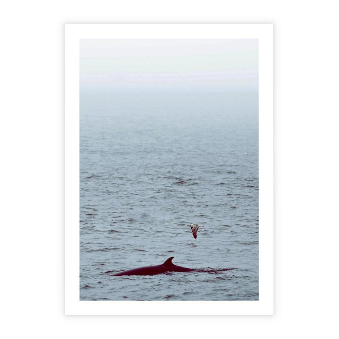 Plakat bez ramy 21x30 - Spotkanie z Orką - morze, ocean