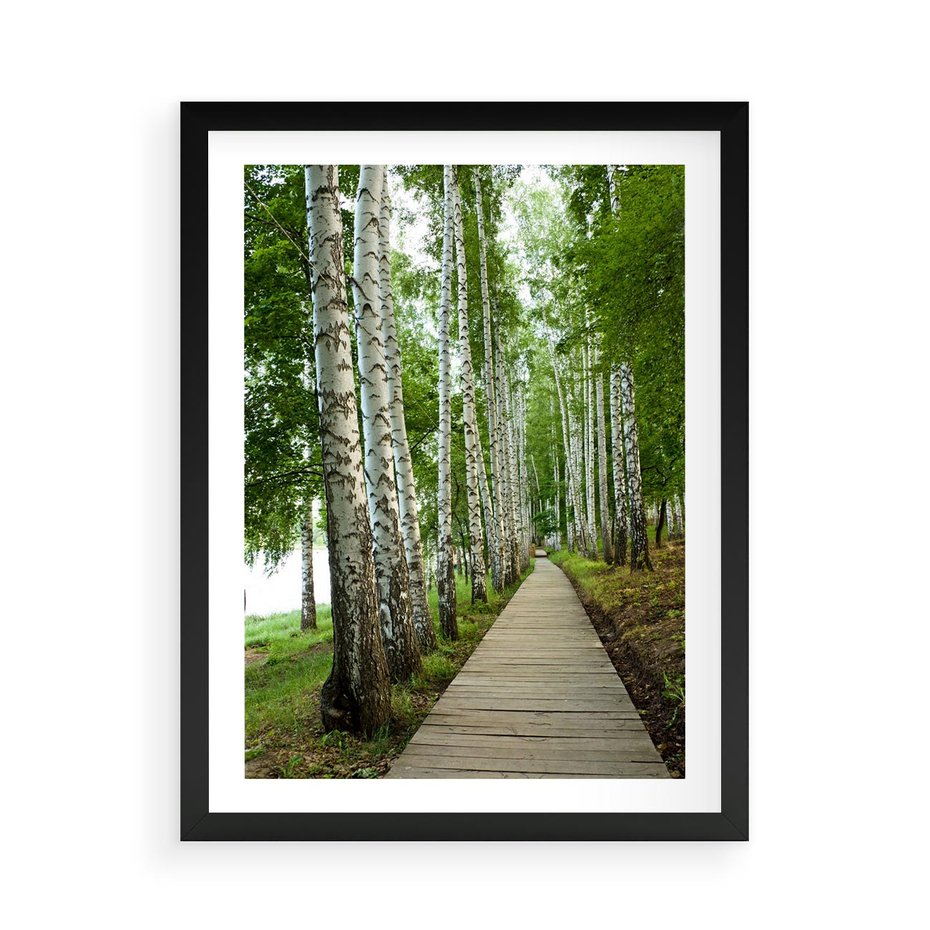 Plakat w ramie 50x70 - Spacer ścieżką przez brzozowy las - las, ścieżka - rama czarna