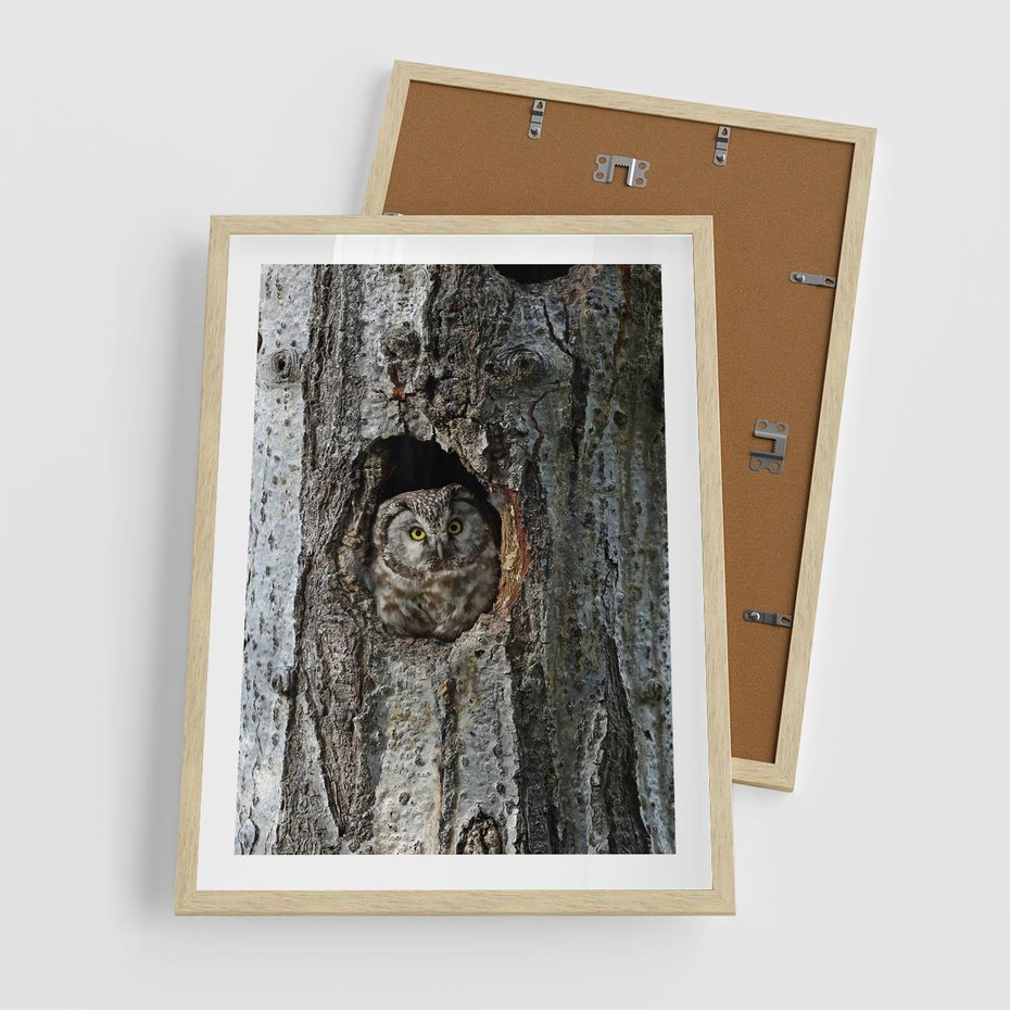Plakat w ramie 50x70 - Tajemniczy W świecie Nocy - sowa, dziupla - rama drewno