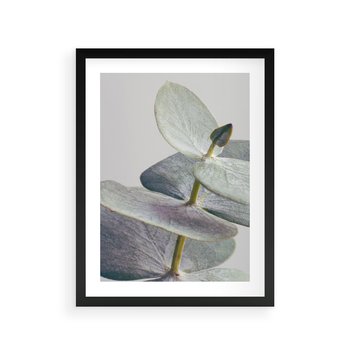 Plakat w ramie 30x40 - Zbliżenie Liści Eukaliptusa - eukaliptus, zbliżenie - rama czarna