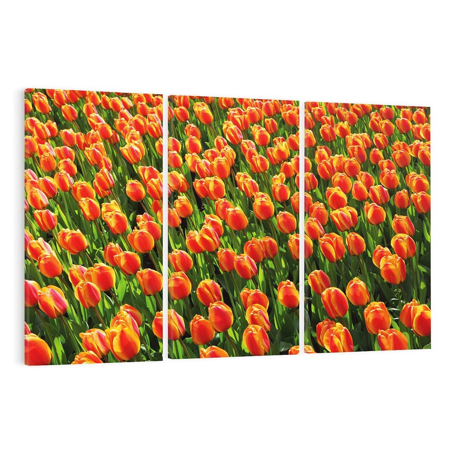 Obraz na płótnie 120x80 - Tulipanowa eksplozja - tulipany, kwiaty