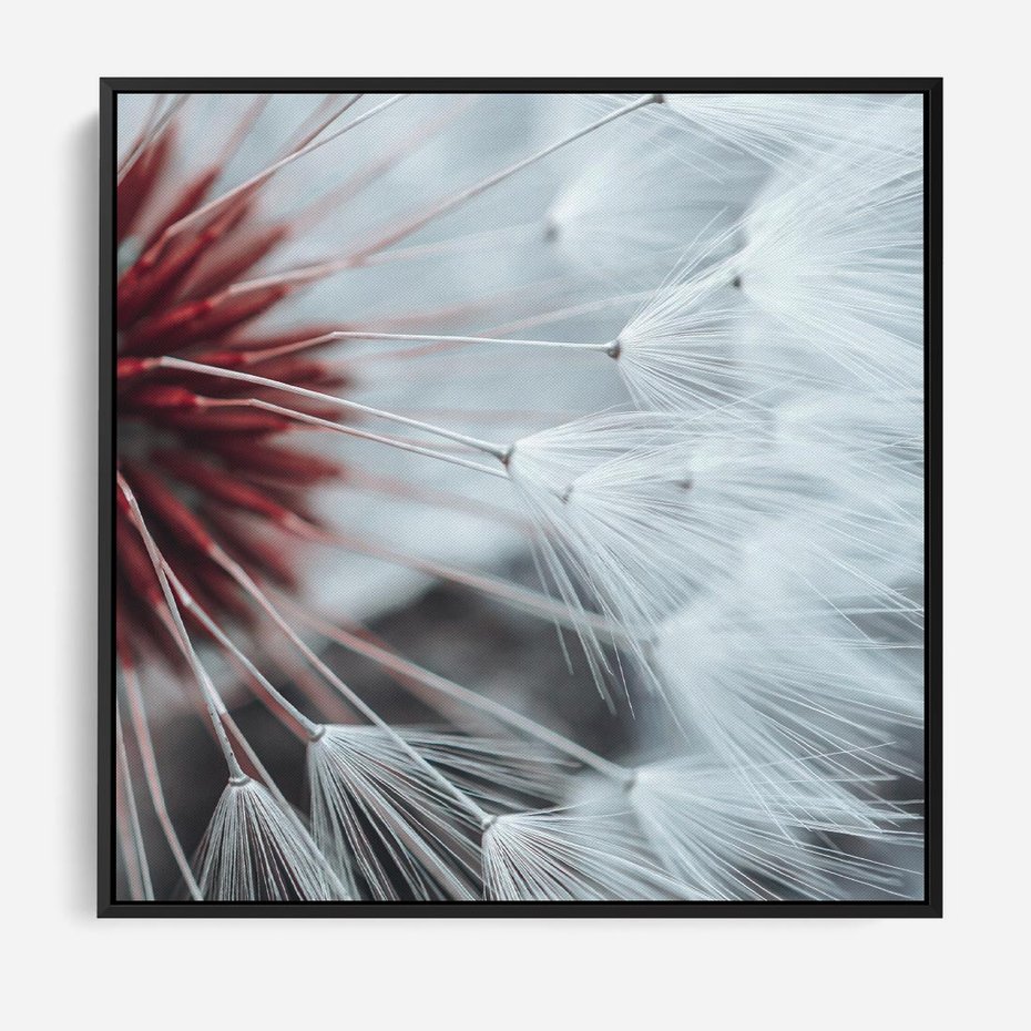 Obraz w ramie 50x50 - Makro świat dmuchawca - dmuchawiec, makro - rama czarna