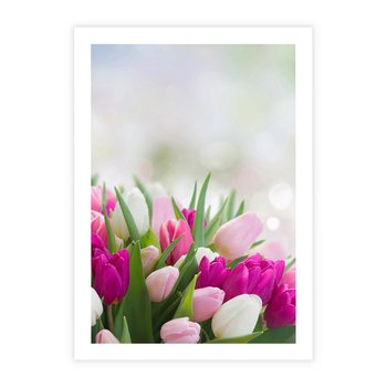 Plakat bez ramy 30x40 - Tulipany w pełnym rozkwicie - tulipany, kwiaty
